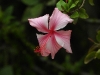 dscn 1733.jpg Hibiscus dans les jardins du restaurant Gardenia à Tomohon, Sulawesi du nord