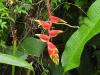 dscn 1773.jpg Plante dans les jardins du restaurant Gardenia à Tomohon, Sulawesi du nord