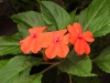 dscn 1786.jpg Fleurs dans les jardins du restaurant Gardenia à Tomohon, Sulawesi du nord