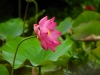 dscn 1856.jpg Fleur de nénuphar dans les jardins du restaurant Gardenia à Tomohon, Sulawesi du nord