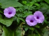 dscn 1857.jpg Fleurs de liseron dans les jardins du restaurant Gardenia à Tomohon, Sulawesi du nord