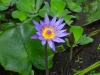 dscn 1874.jpg Fleur de nénuphar dans les jardins du restaurant Gardenia à Tomohon, Sulawesi du nord