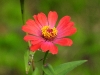 dscn 1988.jpg Fleur non déterminée dans le parc national de Tangkoko, Sulawesi du nord