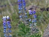 dsc 8140.jpg Lupins bleus d'Alaska Lupinus nootkatensis à Borgarnes