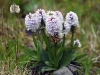 dsc 8693.jpg Orchis tachetés Dactylorhiza maculata ssp intermedia sur le chemin de la cascade d'Olafsvik