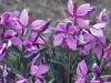 dsc 9888.jpg Epilobes arctiques Chamerion latifolium à Saudarkrokur