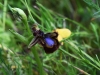 dsc 5885.jpg Orchidée Ophrys speculum dans le parc de Ria Formosa