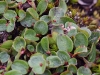 dsc 1054.jpg Saules nains Salix herbacea à Reinsdyrflya