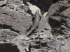 dsc 3400.jpg Lézard géant de gran Canaria Gallotia stehline au barranco de la Torre