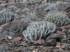 dsc 3666.jpg Euphorbia handiensis à Cofete