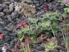 dsc 3688.jpg Ficoïde glaciale Mesembryanthemum crystallinum dans le Malpais de la Arena