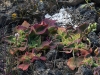 dsc 3733.jpg Ficoïde glaciale Mesembryanthemum crystallinum  dans le Malpais de la Arena