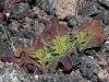 dsc 3737.jpg Ficoïde glaciale Mesembryanthemum crystallinum dans le Malpais de la Arena