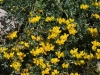dsc 3786.jpg Lotus lancerottensis à Villaverde