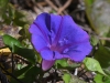 dsc 3790.jpg Volubilis Ipomoea purpurea à Villaverde