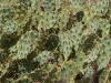 Figuiers de Barbarie Opuntia ficus-indica à Vega de Rio Palmas