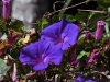 dsc 4011.jpg Volubilis Ipomoea purpurea dans les jardins de Betancuria