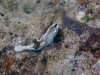 dsc 0063.jpg Nudibranche Glossodoris atromarginata à Lobobo's dream,, Togians, Sulawesi