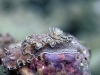 dsc 0113.jpg Nudibranche Glossodoris hikuerensis à Barney's reef, Vitu islands, mer de Bismarck, PNG