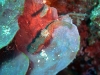 dsc 0061.jpg Nudibranche Glossodoris stellatus à Batu timbul, Bunaken, Sulawesi