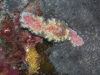 p 3250266.jpg Nudibranche Glossodoris cincta à Three islets, Submarine rock, îles Mergui, Birmanie