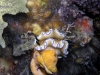 p 9120192.jpg Nudibranche Glossodoris atromarginata à Paradise I, Mabul, Sabah, Malaisie