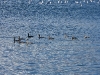 dscn 0343.jpg Départ des cormorans huppés après notre décompte des nids de la colonie le 12 mai 2023