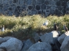 dscn 8032.jpg Cinq cormorans huppés sur le terre-plein central de la colonie d'Aspretto le 17 avril 2023