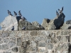 dscn 9370.jpg Neuf pigeons bisets Columbia livia sur le mur de la digue de la base d'Aspretto le 3 mai 2023