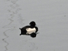dsc 8154.jpg Fuligule morillon mâle Aythya fuligula dans le port de Sciez sur le lac lac Léman