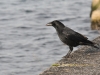 dsc 8194.jpg Corneille noire Corvus corone au lieu-dit Port noir à Genève