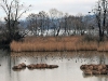 dsc 8356.jpg L'étang des Aigrettes au Bourget-du-Lac