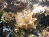 dsc 0112.jpg Nudibranche Halgerda batangas à Batu tetek II, Togians, Sulawesi, Indonésie