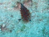 img 325.jpg Nudibranche Halgerda tessellata à Havelock island, Midle point, Andaman, Inde