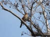 dscn 8474.jpg Rossignol philomèle Luscinia megarhyncos à la réserve ornithologique de Biguglia