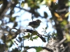 dscn 8484.jpg Pipit des arbres Anthus trivialis dans la réserve ornithologique de Biguglia