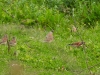 dscn 8649.jpg Lionottes mélodieuses Carduelis cannabina à U Stazzu, Macinaggio