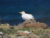 dscn 8772.jpg Héron garde-boeufs Bubulcus ibis dans le marais de Barcaggio
