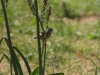 dscn 9070.jpg Bruant des roseaux femelles Emberiza schoeniclus à U Stazzu, Macinaggio