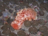 p 3250309.jpg Nudibranche Hexabranchus sanguineus à Three islets, Shark cave, îles Mergui , Birmanie 