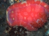 p 9300021.jpg Nudibranche Hexabranchus sanguineus à Sumbawa wall, Sumbawa island,Indonésie