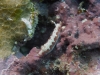 dsc 0249.jpg Nudibranche Hypselodoris maculosa à  Flesko, Togians, Sulawesi, Indonésie