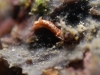 dsc 746.jpg Nudibranche Hypselodoris maculosa à Crinoïd city, Milne bay, PNG