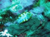 dsc 0129.jpg Nudibranche Hypselodoris iacula à Tandjung elatara, île de Pantar, Sulawesi