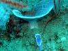 epv 0075.jpg Nudibranche Hypselodoris sp. en baie de Coron, Philippines, sur l'épave de l' Olympia Maru