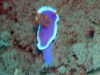 epv 0076.jpg Nudibranche Hypselodoris sp. en baie de Coron, Philippines, sur l'épave de l' Olympia Maru