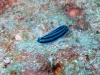 img 3256.jpg Nudibranche Hypselodoris striata à Havelock island, Midle point, Andaman, Inde