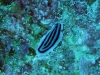 img 4764.jpg Nudibranche Hypselodoris striata à The edge, Pulau Pura, Indonésie