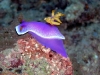 p 9110029.jpg Nudibranche Hypselodoris apolegma à Seaventures, Mabul, Sabah, Malaisie