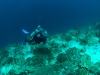 dsc 0096.jpg  Roland sur le House reef d'Alor divers, Alor, Indonésie